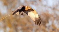 Eurasian Marsh Harrier, bruine kiekendief, Kockengen