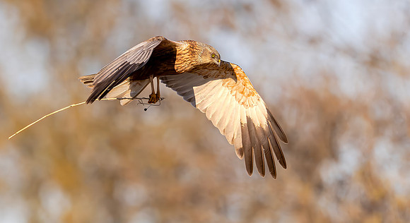 Bruine Kiekendief ♂, Eurasian Marsh Harrier, Rietlanden Kockengen 2026