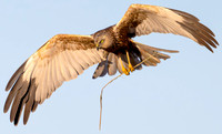Bruine Kiekendief ♂, Eurasian Marsh Harrier, Rietlanden Kockengen 2026