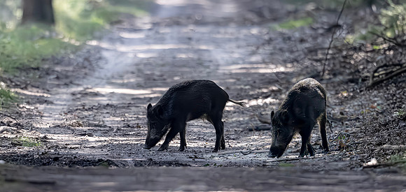 Wild Zwijn imm., Wild Boar, t Leesten, Uchelen 05-09-2024, 0S1A1984 0S1A2018