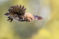 Steenuil juv, Little Owl, Groene Hart 2026, S1A0974 II