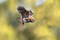 Steenuil juv, Little Owl, Groene Hart 2026, S1A0975