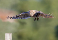 Steenuil juv, Little Owl, Groene Hart 2026, S1A0986