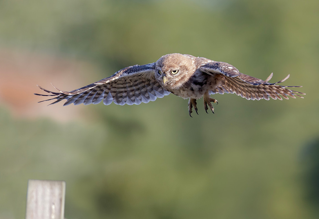Steenuil juv, Little Owl, Groene Hart 2026, S1A0986