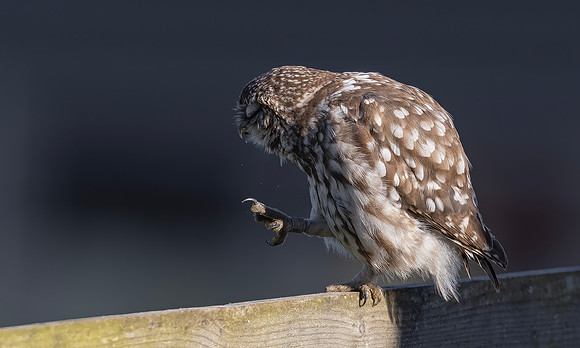 Steenuil ♂, Little Owl, Groene Hart 2026