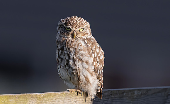 Steenuil ♂, Little Owl, Groene Hart 2026