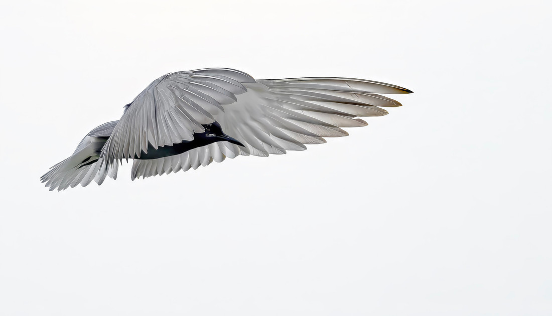 9690a Zwarte stern. Black Tern, Polder Groot en Klein Oud-Aa