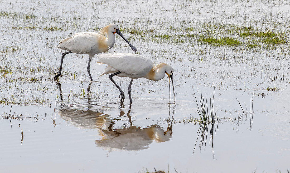 Lepelaar, Eurasian Spoonbill, Waverhoek 2024