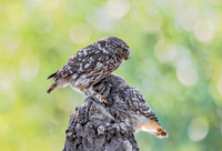 Steenuil, juv, Little Owl, Groene Hart 2025