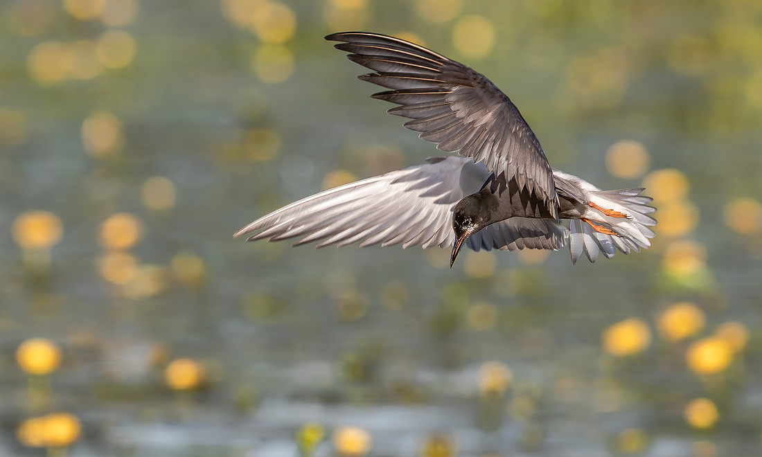 Zwarte Stern, Black Tern, Kockengen 2020