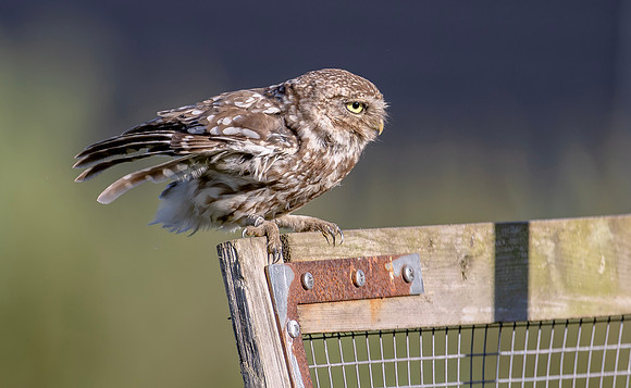 Steenuil ♂, Little Owl, Groene Hart 2026