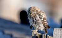Steenuil juv, Little Owl, Groene Hart 2026, S1A0994