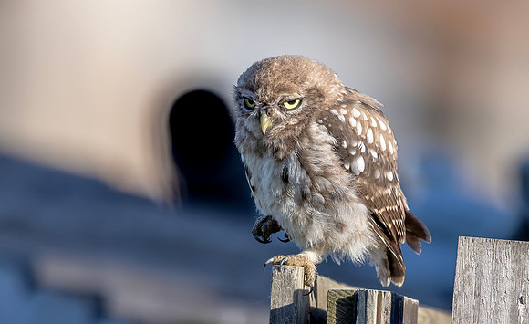 Steenuil juv, Little Owl, Groene Hart 2026, S1A0994