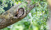 Steenuil, Little Owl, Groene Hart 2026