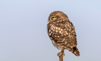Steenuil juv, Little Owl, Groene Hart 2026