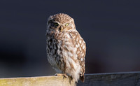 Steenuil ♂, Little Owl, Groene Hart 2026