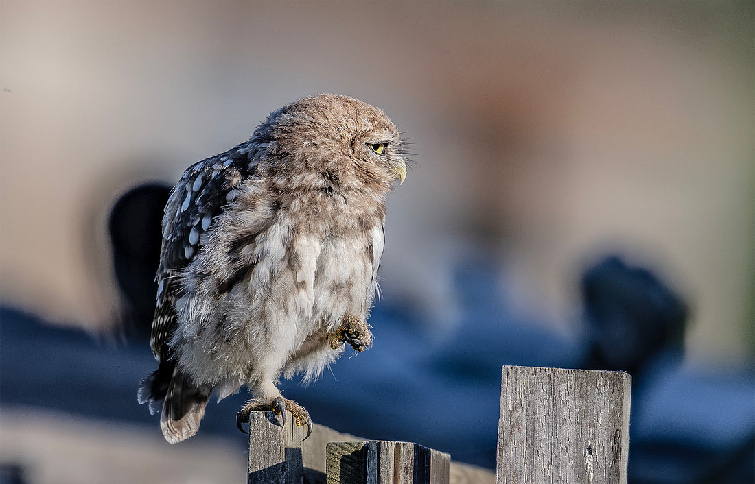 Steenuil juv, Little Owl, Groene Hart 2026