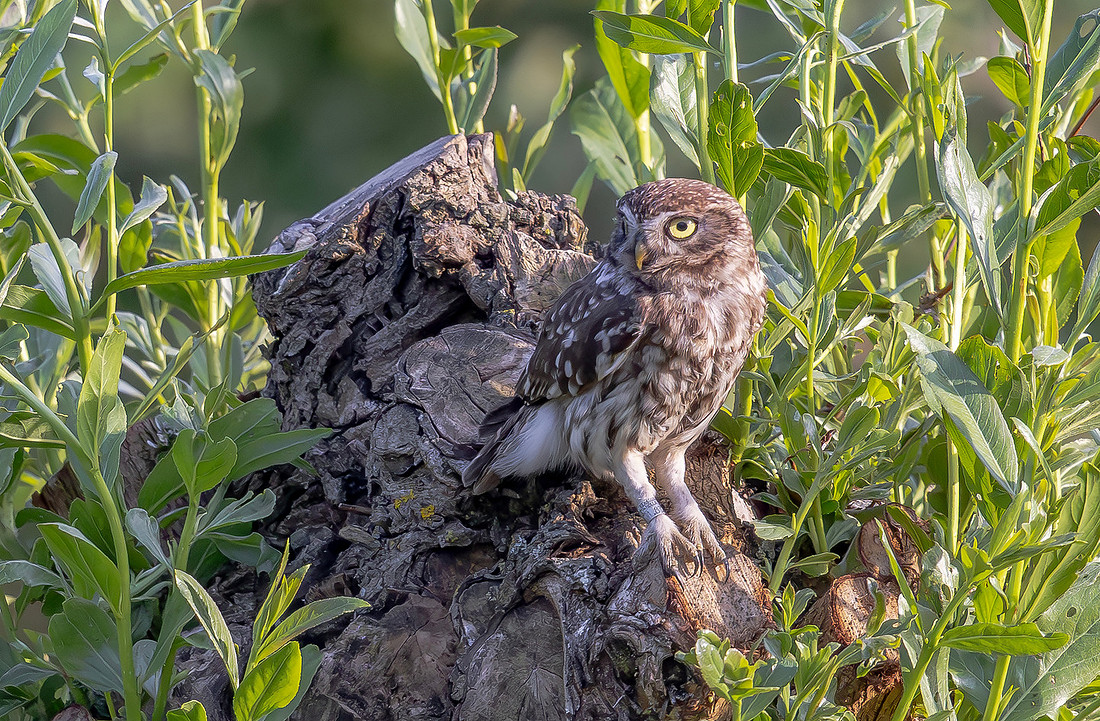 Steenuil ♀, Little Owl, Groene Hart 2026