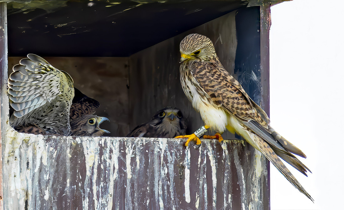 Torenvalk, juv, Common Kestrel, Kockengen