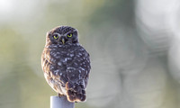 Steenuil ♀, Little Owl, Groene Hart 2026