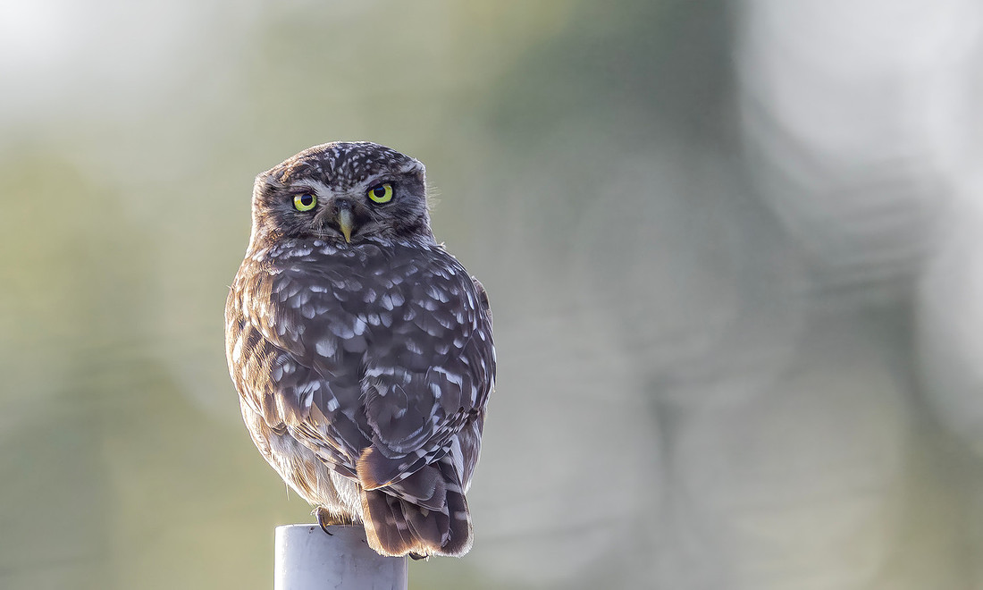 Steenuil ♀, Little Owl, Groene Hart 2026