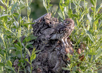 Steenuil ♀, Little Owl, Groene Hart 22-05-2026, 0S1A8317 IV