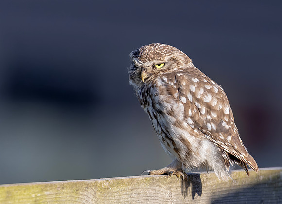 Steenuil ♂, Little Owl, Groene Hart 2026