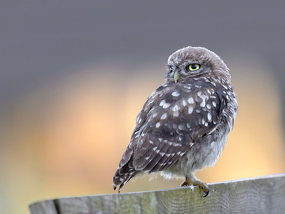 Steenuil juv, Little Owl, Groene Hart 2026