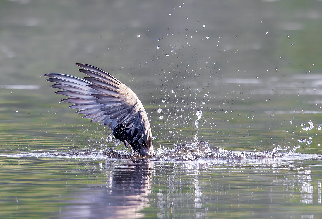Zwarte Stern, Black Tern, Kockengen 2020