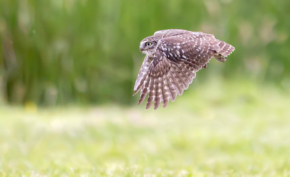 Steenuil, Little Owl, Groene Hart, Nederland 2024
