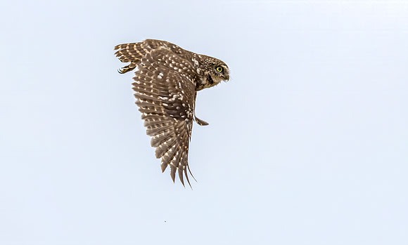 Steenuil, Little Owl, Groene Hart, Nederland 2024