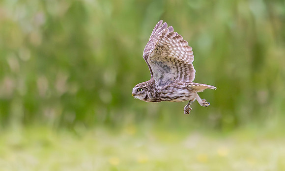 Steenuil, Little Owl, Groene Hart, Nederland 2024