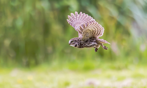 Steenuil, Little Owl, Groene Hart, Nederland 2024