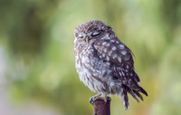 Steenuil ♀, Little Owl, Groene Hart 2026