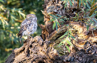 Steenuil ♂, Little Owl, Groene Hart 2026