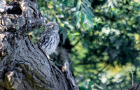 Steenuil juv, Little Owl, Groene Hart 2026