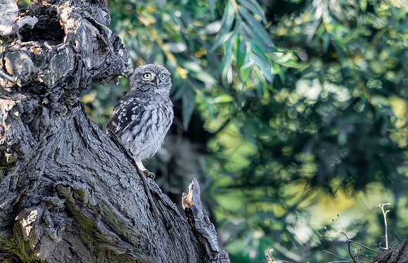 Steenuil juv, Little Owl, Groene Hart 2026