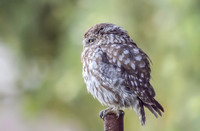 Steenuil ♀, Little Owl, Groene Hart 2026