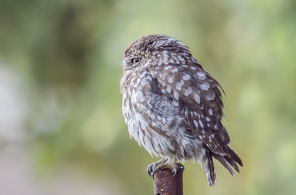 Steenuil ♀, Little Owl, Groene Hart 2026