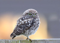 Steenuil juv, Little Owl, Groene Hart 2026