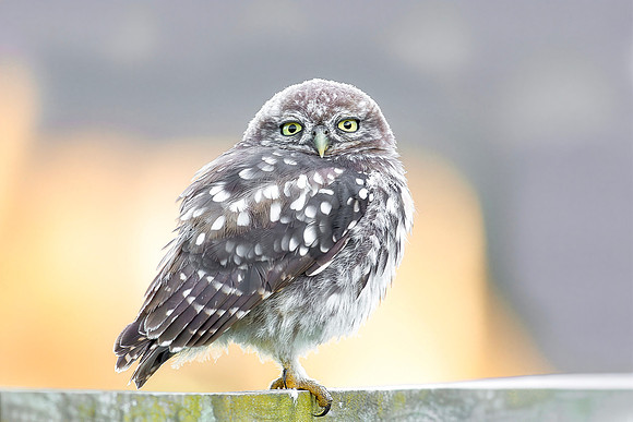 Steenuil juv, Little Owl, Groene Hart 2026