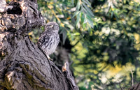 9747 Steenuil juv, Little Owl, Groene Hart 2026, S1A1226