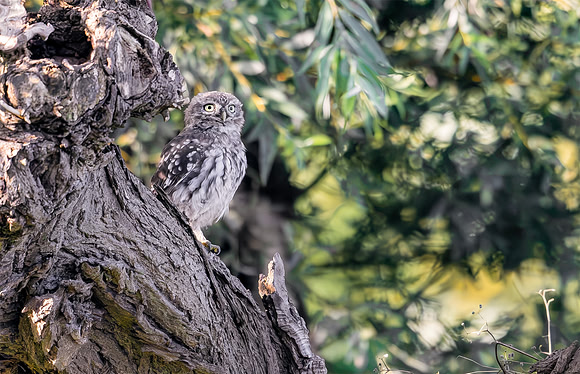 9747 Steenuil juv, Little Owl, Groene Hart 2026, S1A1226