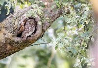 Steenuil, Little Owl, Groene Hart 2026