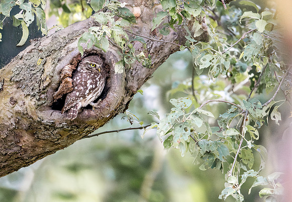 Steenuil, Little Owl, Groene Hart 2026