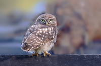 9750 Steenuil juv, Little Owl, Groene Hart 2026, 0S1A0884 III vage achtergr