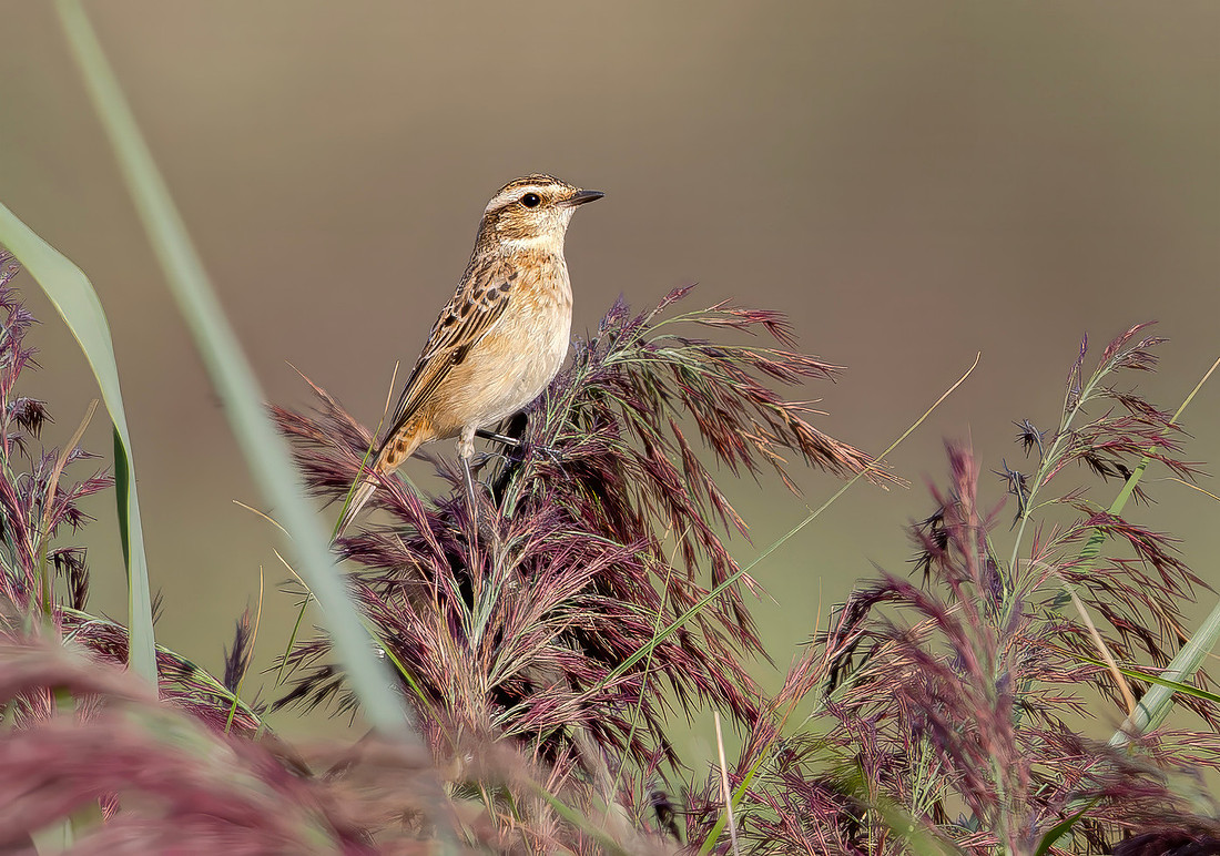 Paapje, Winchat, Groene Jonker 2026