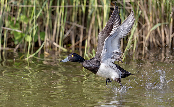 Kuifeend ♂, Tufted Duck, Kockengen 2019