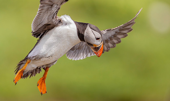 Papegaaiduiker, Puffin, Farne Islands, England 2019
