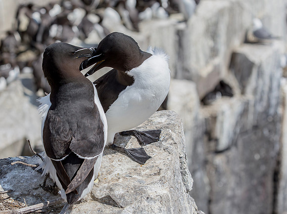 Alk, Razobill, Inner Farne, Farne Islands 2019